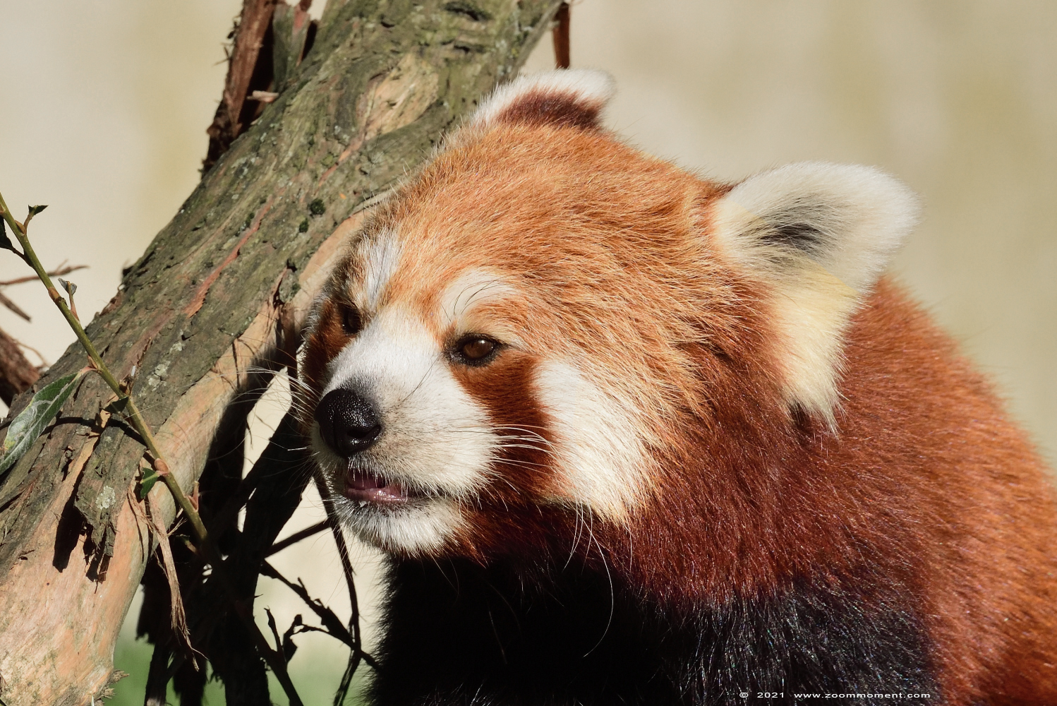 kleine of rode panda ( Ailurus fulgens ) lesser or red panda
Trefwoorden: Planckendael Belgium kleine rode panda Ailurus fulgens lesser red panda