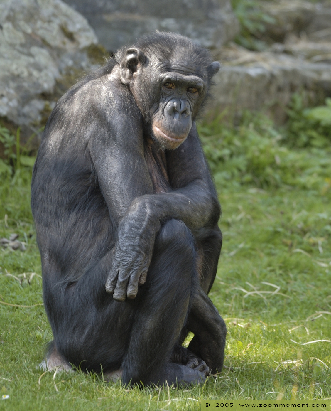 bonobo  ( Pan paniscus ) bonobo
Kulcsszavak: Planckendael zoo Belgie Belgium bonobo Pan paniscus