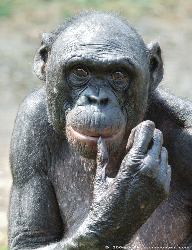 bonobo ( Pan paniscus ) bonobo
Trefwoorden: Planckendael Belgium bonobo Pan paniscus