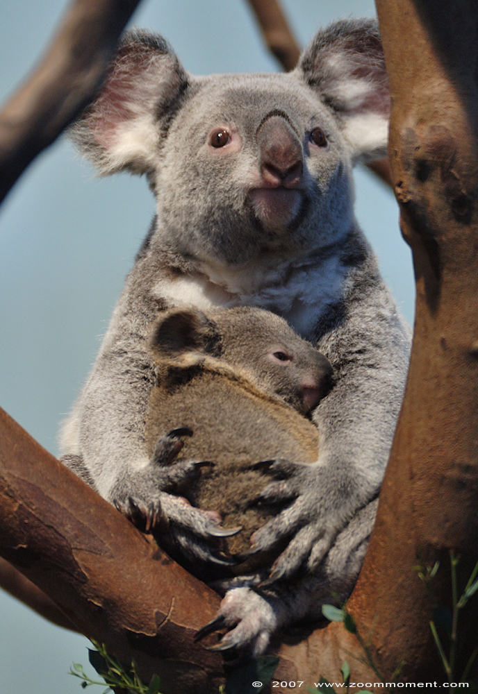 koala ( Phascolarctos cinereus )
Keywords: Planckendael zoo Belgie Belgium koala Phascolarctos cinereus