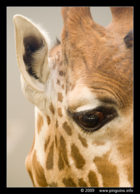 Kordofangiraf ( Giraffa camelopardalis antiquorum ) Kordofangiraffe
Trefwoorden: Planckendael zoo Belgie Belgium giraf giraffe Giraffa camelopardalis antiquorum kalf baby calf Kordofangiraf 