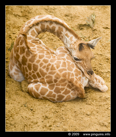 Kordofangiraf kalf ( Giraffa camelopardalis antiquorum ) Kordofangiraffe calf
Kalveren, geboren begin maart 2009, op de foto ongeveer 1 week oud
Calves, born early March 2009, on the picture about 1 week old
Trefwoorden: Planckendael zoo Belgie Belgium giraf giraffe Giraffa camelopardalis kalf baby calf Kordofangiraf 