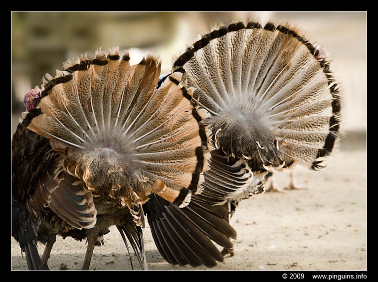 kalkoen  ( Meleagris gallopavo )  turkey
Trefwoorden: Planckendael zoo Belgie Belgium kalkoen turkey vogel bird Meleagris gallopavo