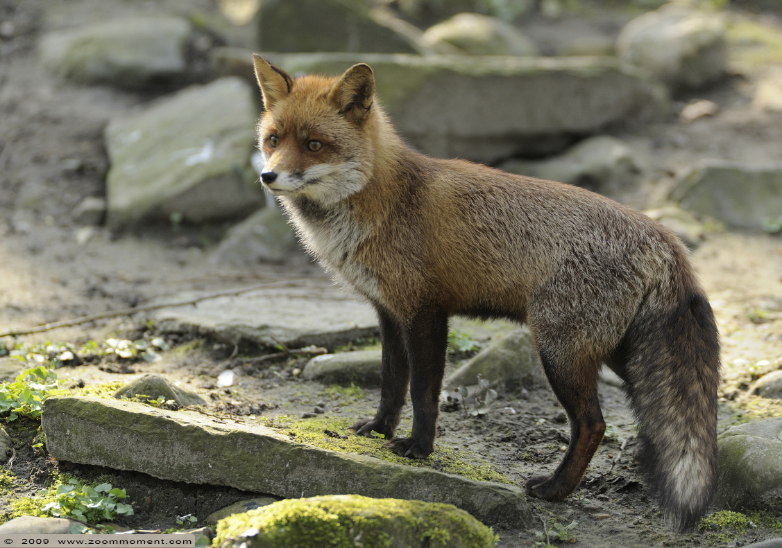 vos ( Vulpes vulpes ) fox 
Trefwoorden: Planckendael Belgium vos Vulpes vulpes fox