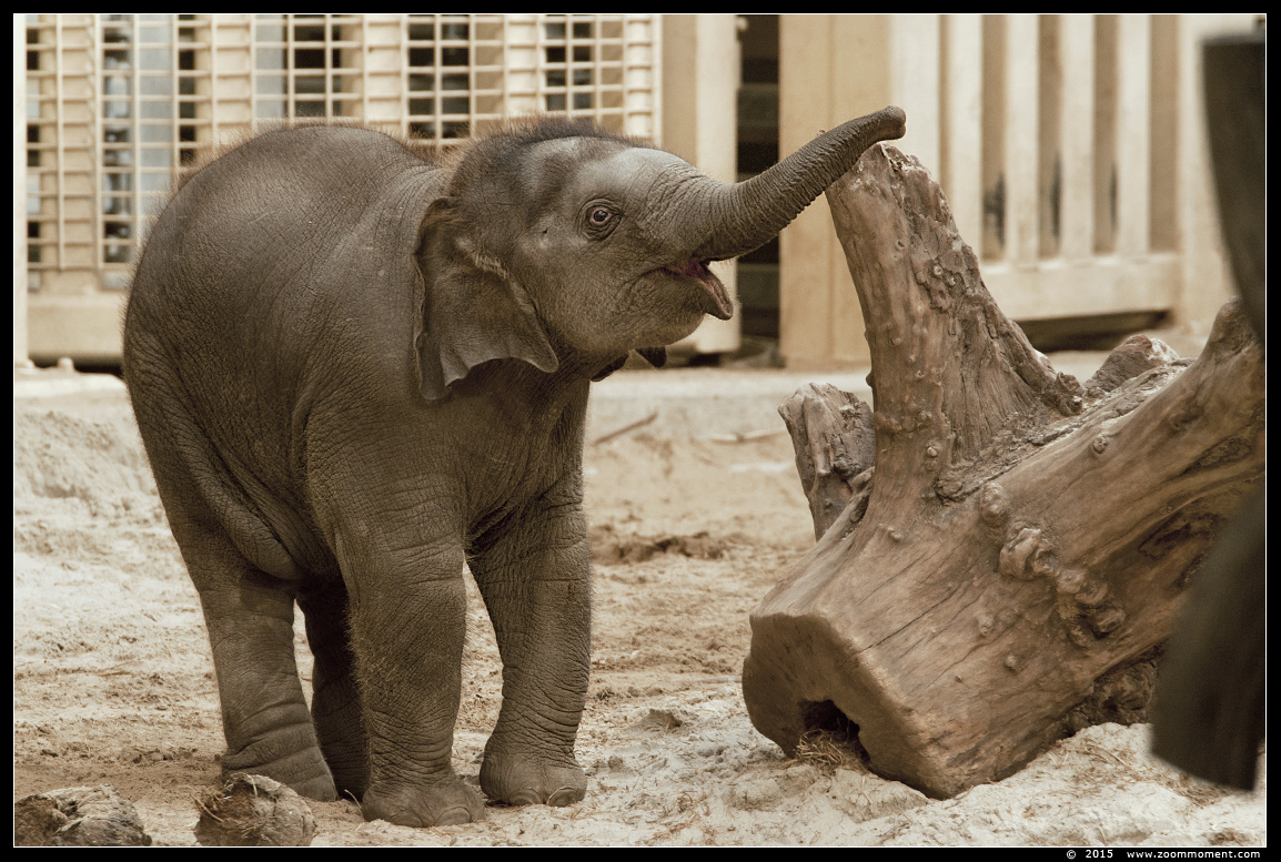 Aziatische olifant ( Elephas maximus ) Asian elephant
Qiyo, geboren 17 juni 2015, op de foto 3 maanden oud
Qiyo, born 17 June 2015, on the picture 3 months old
Trefwoorden: Planckendael zoo Belgie Belgium olifant Aziatische olifant  Elephas maximus Asian elephant