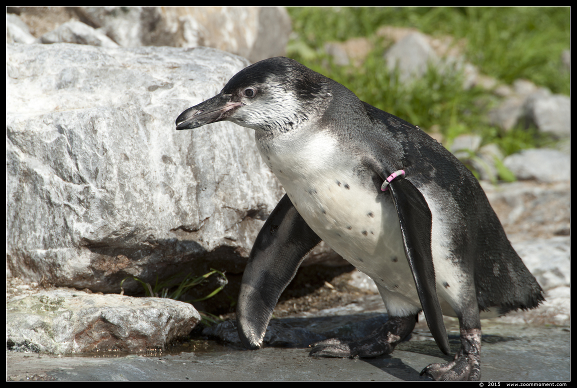 Humboldtpinguïn  ( Spheniscus humboldti ) humboldt penguin
Trefwoorden: Planckendael zoo Belgie Belgium Humboldtpinguïn  Spheniscus humboldti  humboldt penguin