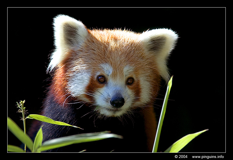 kleine of rode panda  ( Ailurus fulgens )    lesser or red panda
Keywords: Planckendael zoo Belgie Belgium Ailurus fulgens Kleine rode panda Lesser red panda