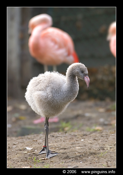 chili flamingo kuiken ( Phoenicopterus chilensis ) chili flamingo chick
Trefwoorden: Planckendael zoo Belgie Belgium chili flamingo chileense flamingo Phoenicopterus chilensis Chilean flamingo vogel bird