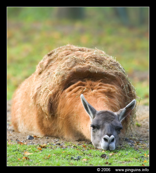 guanako ( Lama guanicoe ) guanaco
Trefwoorden: Planckendael zoo Belgie Belgium guanako Lama guanaco Lama guanicoe