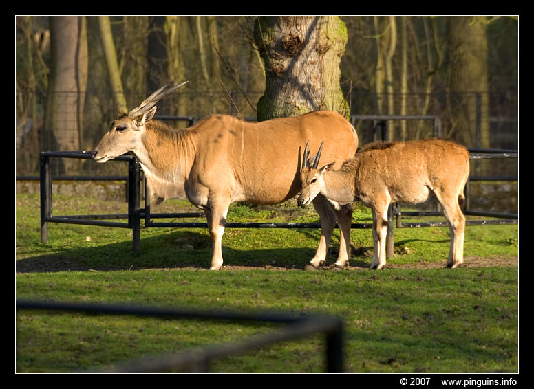 kaaps elandantilope ( Taurotragus oryx )  common eland
Keywords: Planckendael zoo Belgie Belgium kaaps elandantilope Taurotragus oryx  common eland