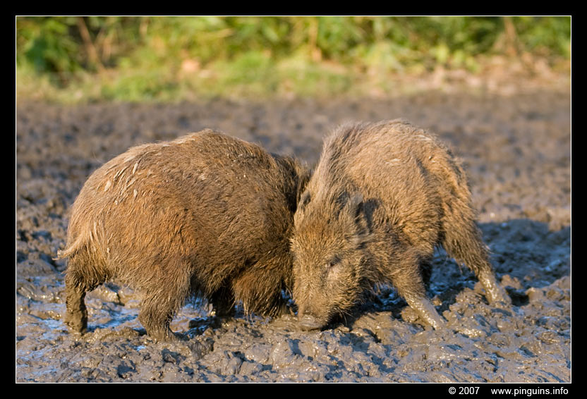 everzwijn ( Sus scrofa scrofa ) wild boar
Keywords: Planckendael zoo Belgie Belgium everzwijn Sus scrofa scrofa  wild boar