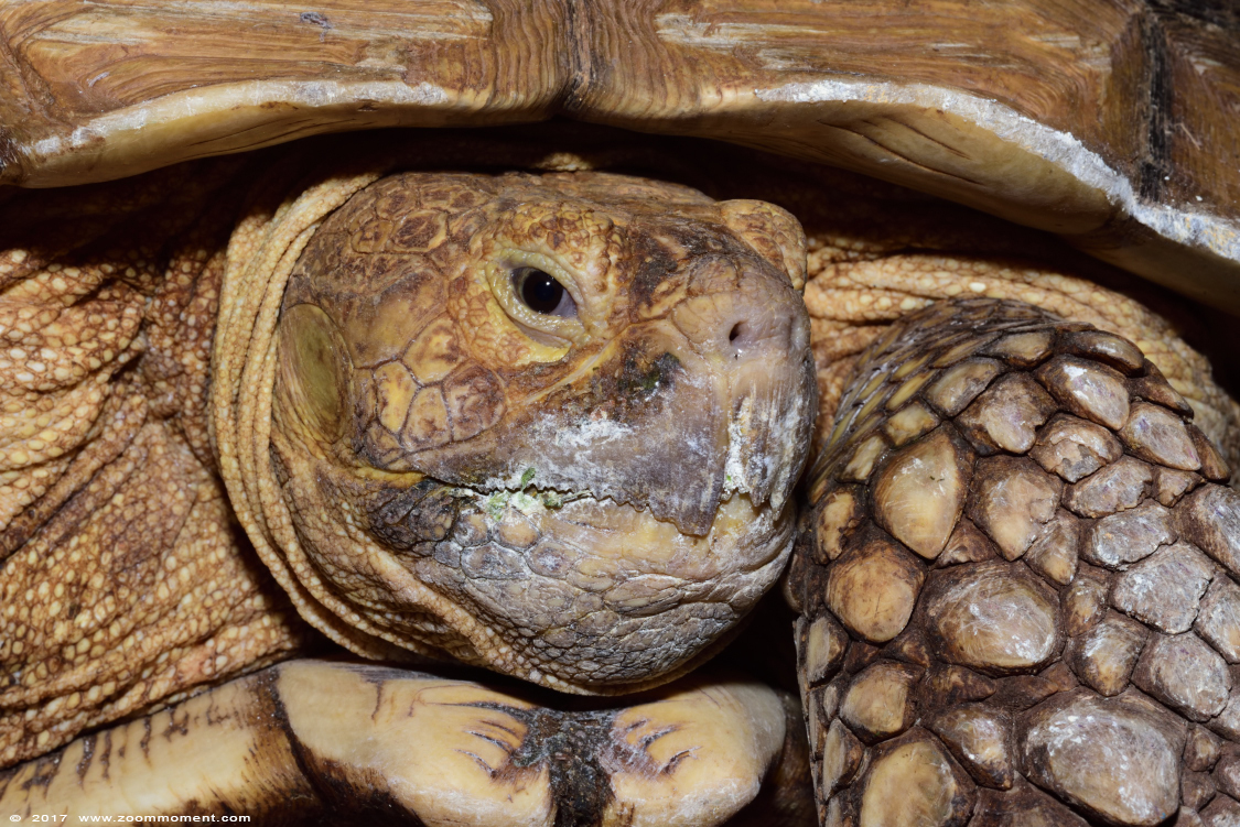 Seychellen reuzenschildpad  ( Aldabrachelys gigantea )  Aldabra giant tortoise
Trefwoorden: Terrazoo Rheinberg landschildpad turtle tortoise Aldabrachelys gigantea Aldabra giant tortoise