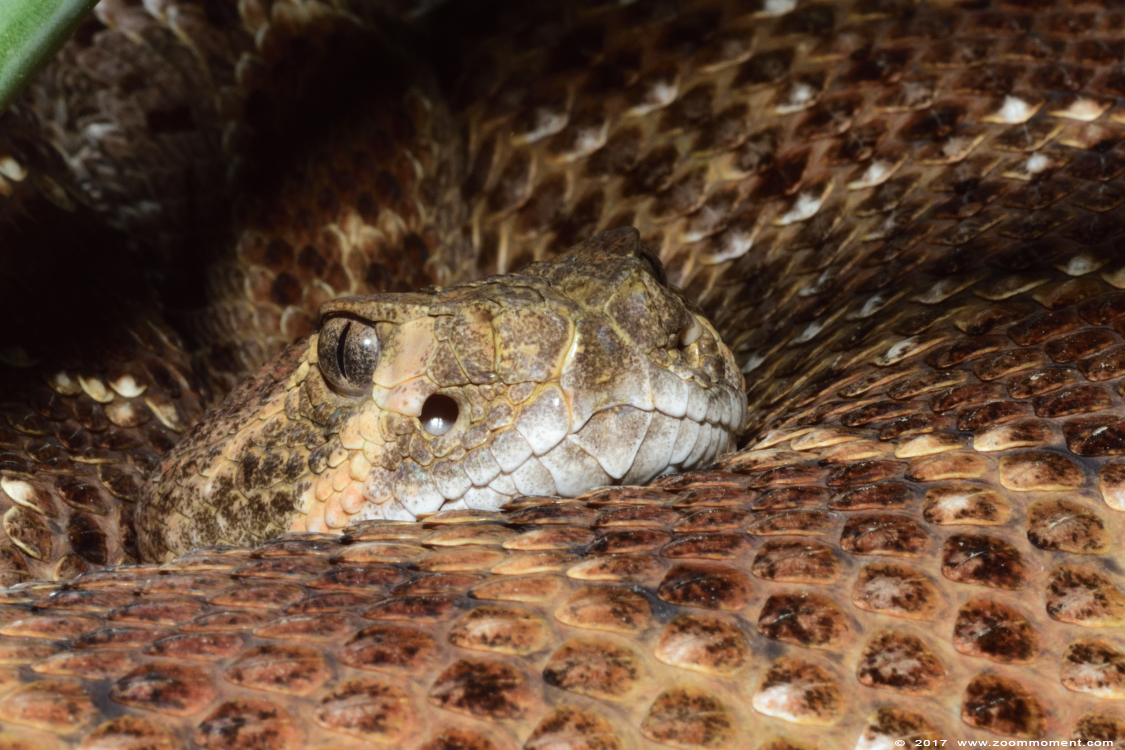 ratelslang rattle snake
Trefwoorden: Terrazoo Rheinberg ratelslang rattle snake