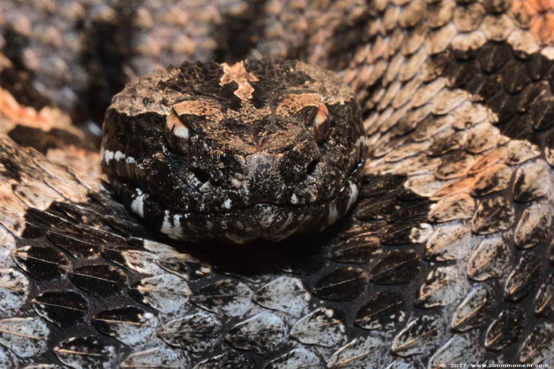 ratelslang ( Sistrurus miliarius barbouri ) dusky pygmy rattlesnake
Trefwoorden: Terrazoo Rheinberg ratelslang Sistrurus miliarius barbouri dusky pygmy rattlesnake