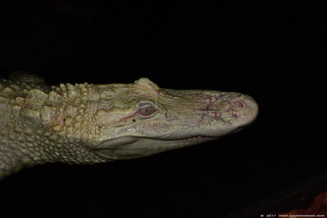 albino Mississippi alligator ( Alligator mississippiensis ) albino American alligator
Trefwoorden: Terrazoo Rheinberg albino Mississippi alligator Alligator mississippiensis American alligator