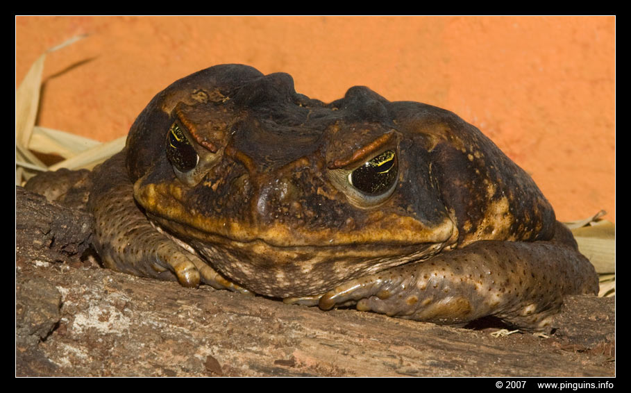 aga pad  ( Bufo marinus )  cane toad  aga Kröte
Keywords: Terrazoo Rheinberg Germany Duitsland terrarium aga pad  Bufo marinus cane toad  aga Kröte