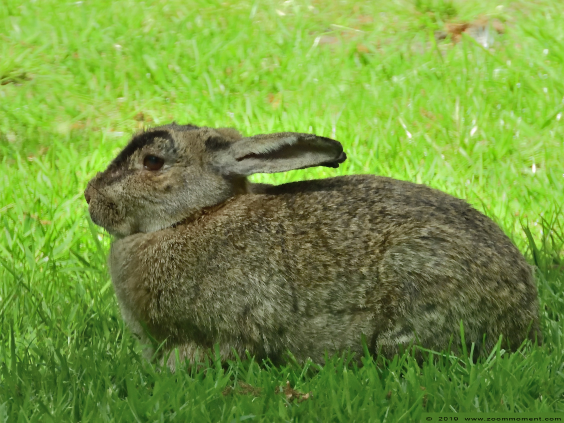 konijn rabbit
Trefwoorden: Naturzoo Rheine Germany konijn rabbit