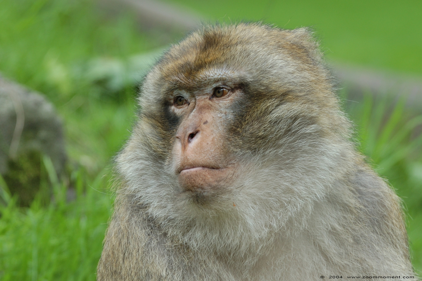 berberaap of magot aap of makaak ( Macaca sylvanus ) berber monkey Berberaffe
Trefwoorden: Naturzoo Rheine Germany Theropithecus gelada Gelada baviaan Gelada baboon Berberaffe