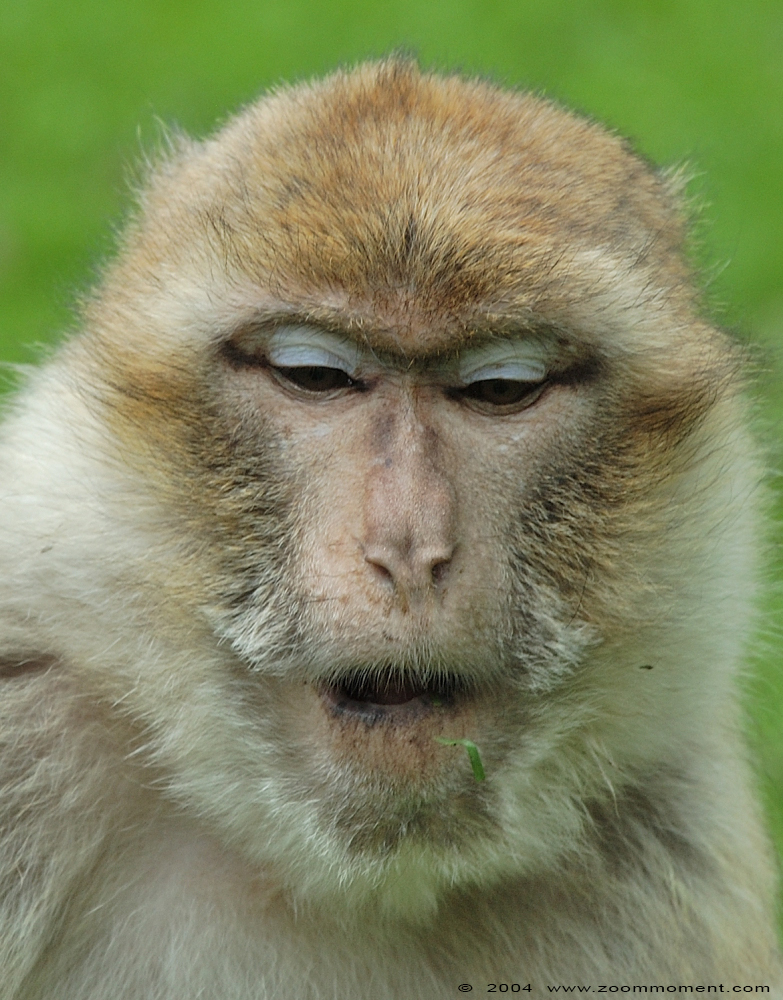 berberaap of magot aap of makaak ( Macaca sylvanus ) berber monkey Berberaffe
Trefwoorden: Naturzoo Rheine Germany Theropithecus gelada Gelada baviaan Gelada baboon Berberaffe