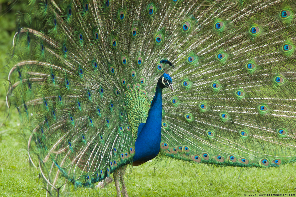 blauwe pauw  ( Pavo cristatus )  Indian peafowl or blue peafowl
Trefwoorden: Naturzoo Rheine Germany Pavo cristatus pauw blue Indian peafowl peacock vogel bird