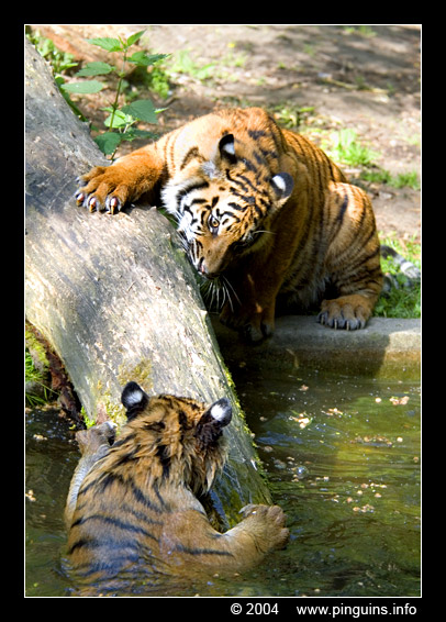 Sumatraanse tijger  ( Panthera tigris sumatrae )  Sumatran tiger
Trefwoorden: Naturzoo Rheine Germany Panthera tigris sumatrae Sumatran tiger Sumatraanse tijger