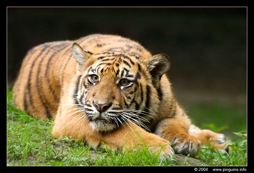 Sumatraanse tijger  ( Panthera tigris sumatrae )  Sumatran tiger
Trefwoorden: Naturzoo Rheine Germany Panthera tigris sumatrae Sumatran tiger Sumatraanse tijger
