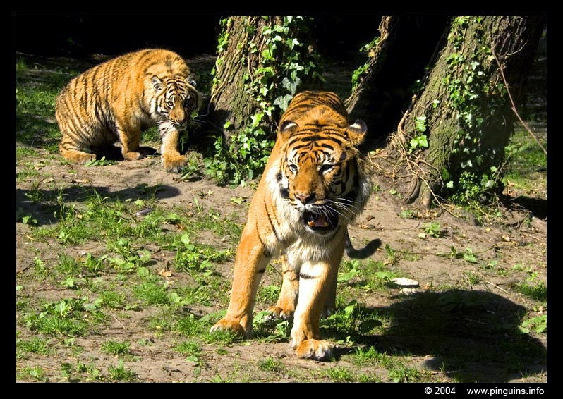 Sumatraanse tijger   ( Panthera tigris sumatrae )  Sumatran tiger
Trefwoorden: Naturzoo Rheine Germany Panthera tigris sumatrae Sumatran tiger Sumatraanse tijger