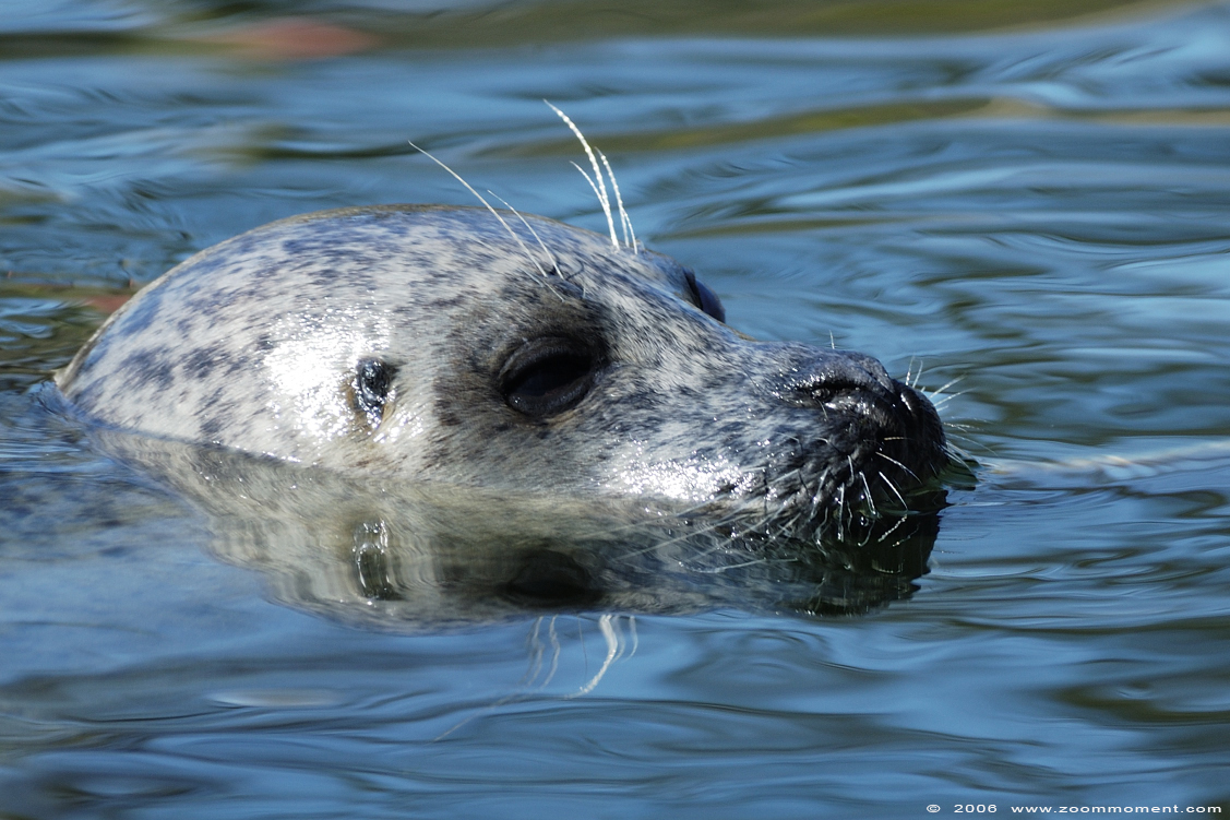 zeehond   ( Phoca vitulina )  harbor seal
Ključne reči: Ouwehands Rhenen Netherlands zeehond Phoca vitulina harbor seal