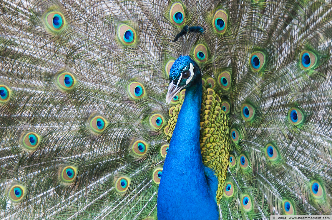 blauwe pauw  ( Pavo cristatus )  Indian peafowl or blue peafowl
Trefwoorden: Ouwehands Rhenen blauwe pauw Pavo cristatus Indien peafowl