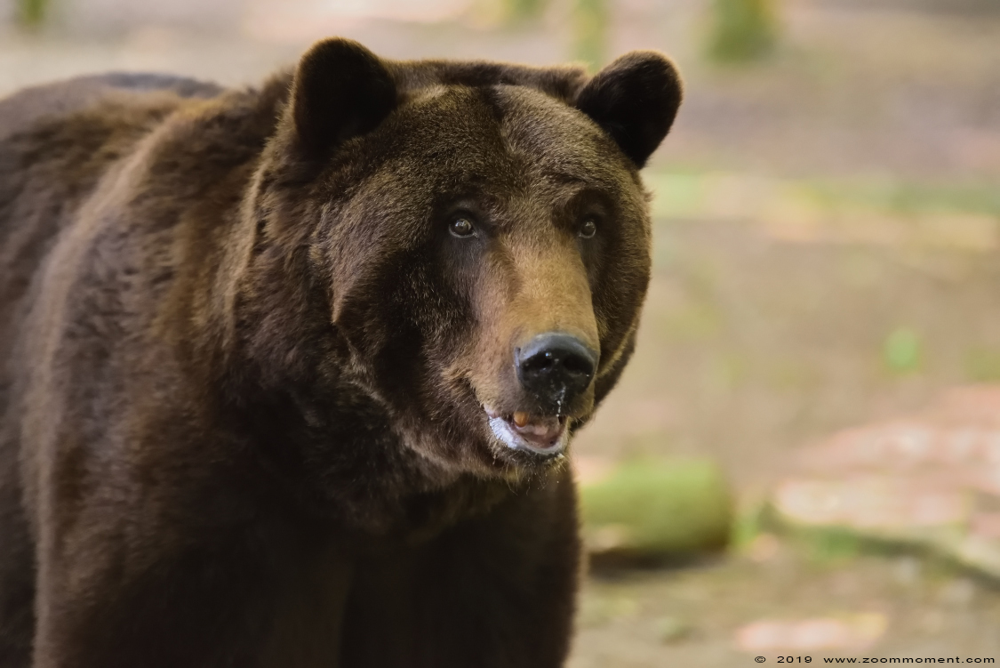 Bruine beer ( Ursus arctos )  brown bear
Trefwoorden: Ouwehands zoo Rhenen bruine beer  Ursus arctos  brown bear