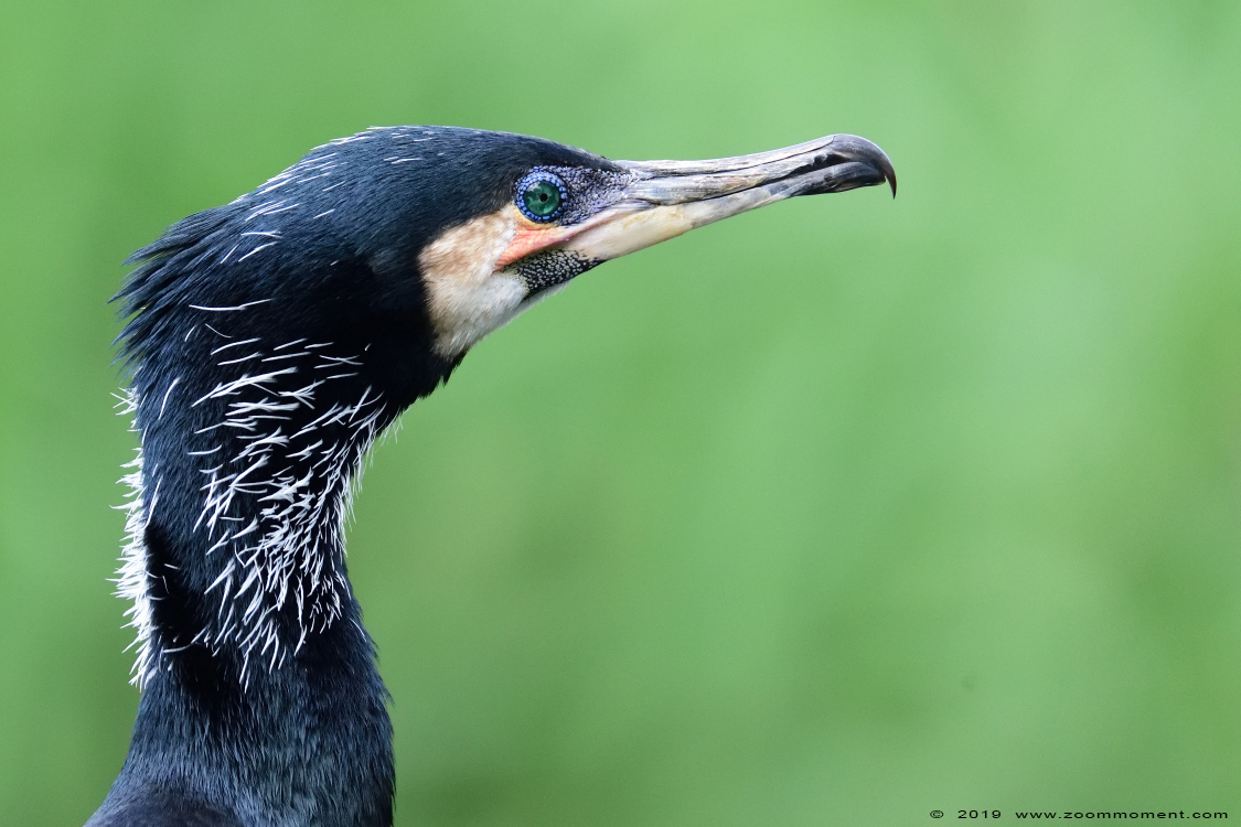 aalscholver  ( Phalacrocorax carbo )  great cormorant
Trefwoorden: Ouwehands zoo Rhenen aalscholver  Phalacrocorax carbo  great cormorant