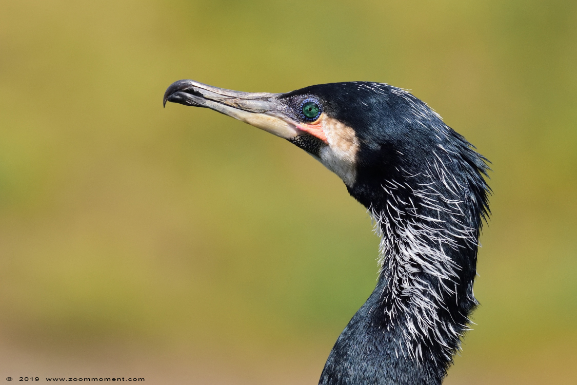 aalscholver  ( Phalacrocorax carbo )  great cormorant
Trefwoorden: Ouwehands zoo Rhenen aalscholver  Phalacrocorax carbo  great cormorant