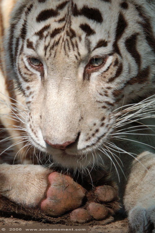 Bengaalse witte tijger ( Panthera tigris tigris ) Bengal white tiger
Trefwoorden: Ouwehands zoo Rhenen bengaalse witte tijger  Panthera tigris tigris  Bengal white tiger