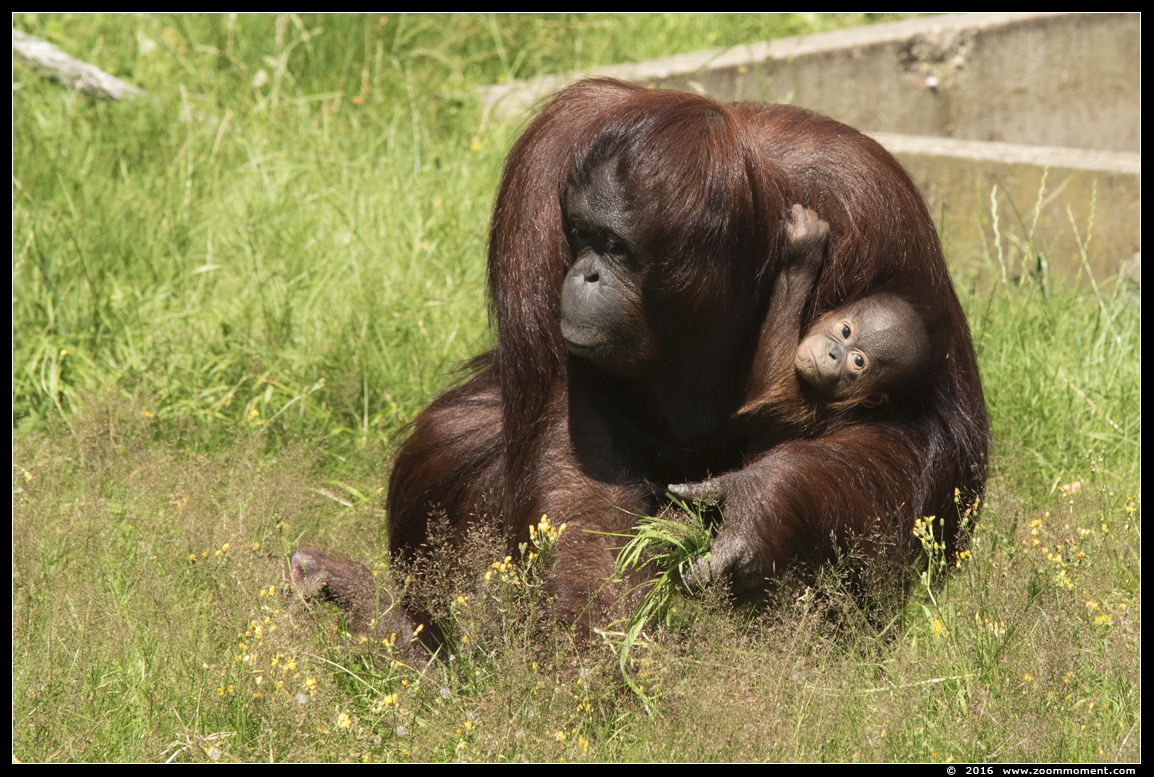 orang oetan ( Pongo pygmaeus  pygmaeus ) Bornean orangutan 
Trefwoorden: Ouwehands Rhenen oerang orang oetan orangutan primates primaten mensaap Pongo pygmaeus Pongo pygmaeus