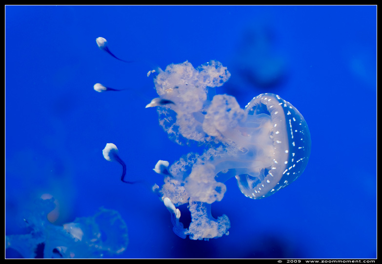 blauwpuntkwal  ( Phyllorhiza punctata )   jelly fish
Trefwoorden: Ouwehands zoo Rhenen blauwpunt kwal jelly fish Phyllorhiza punctata