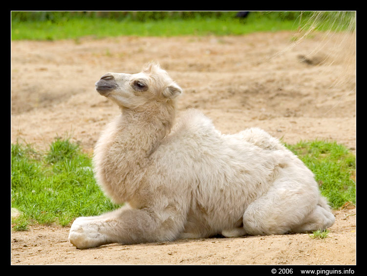 kameel   ( Camelus bactrianus )  camel
Kameel, ongeveer 2 weken oud
Camel, almost 2 weeks old
Trefwoorden: Ouwehands zoo Rhenen Camelus bactrianus kameel camel jongen kalf calf