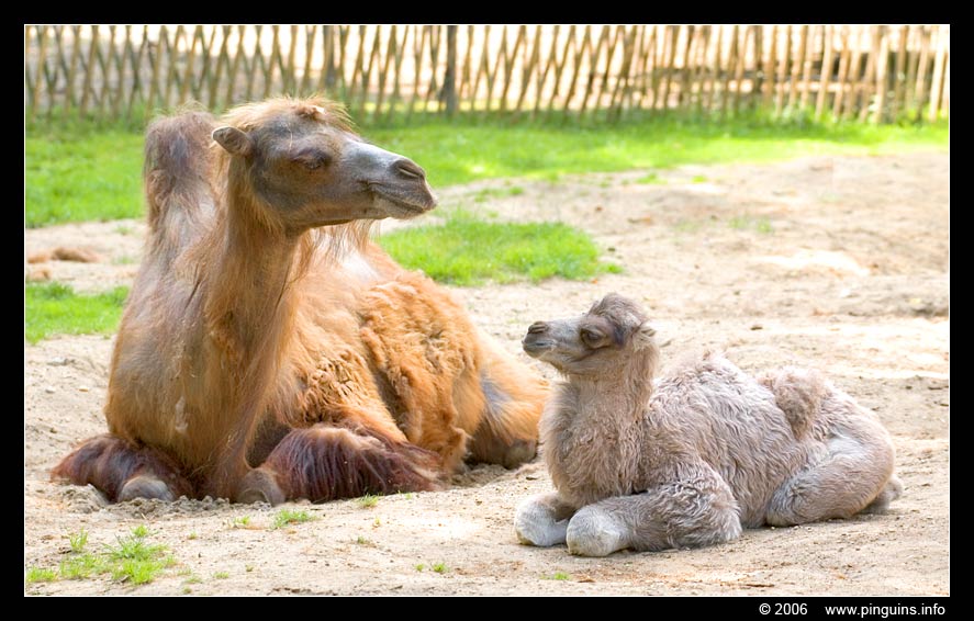 kameel   ( Camelus bactrianus )  camel
Kameel met kalf, ongeveer 2 weken oud
Camel with calf, almost 2 weeks old
Trefwoorden: Ouwehands zoo Rhenen Camelus bactrianus kameel camel jongen kalf calf