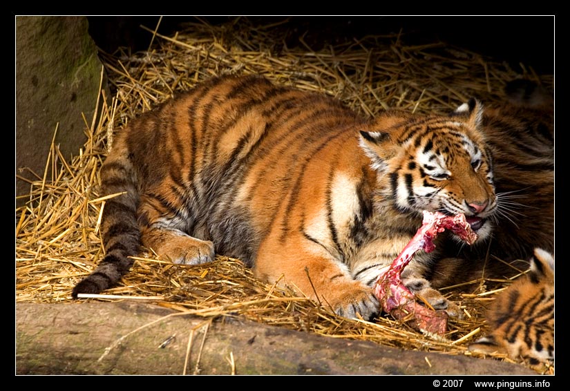 Siberische tijger of amoer tijger ( Panthera tigris altaica )   Siberian tiger
Trefwoorden: Ouwehands zoo Rhenen Siberische tijger of amoer tijger Panthera tigris altaica Siberian tiger
