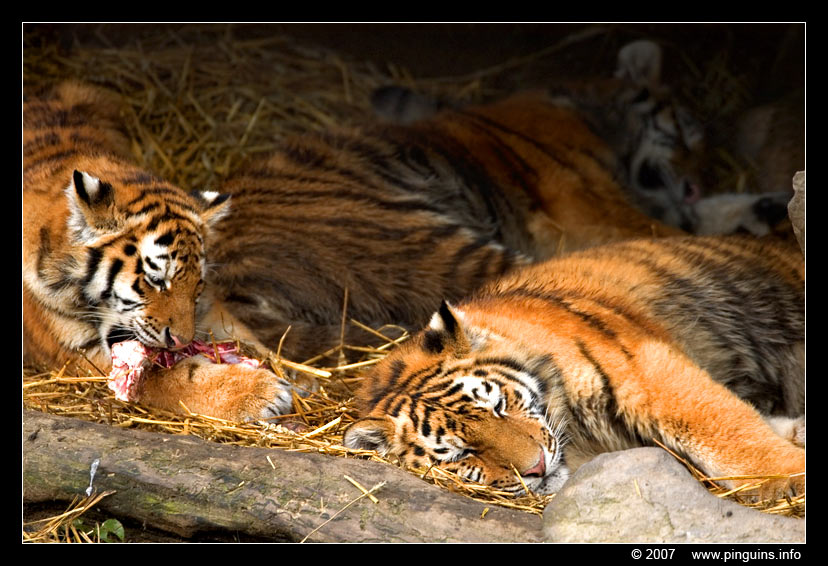 Siberische tijger of amoer tijger ( Panthera tigris altaica )   Siberian tiger
Trefwoorden: Ouwehands zoo Rhenen Siberische tijger of amoer tijger Panthera tigris altaica Siberian tiger