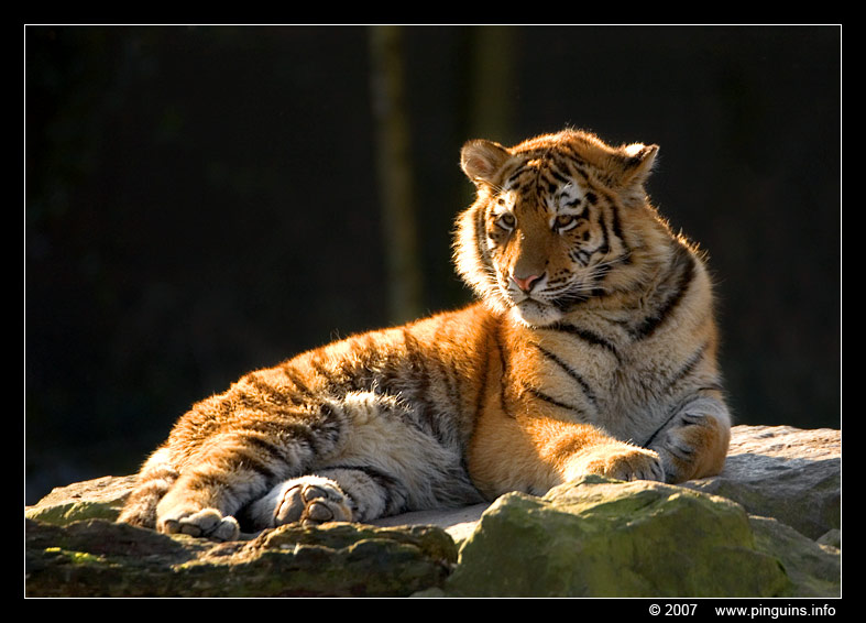 Siberische tijger of amoer tijger ( Panthera tigris altaica )   Siberian tiger
Trefwoorden: Ouwehands zoo Rhenen Siberische tijger  amoer tijger Panthera tigris altaica Siberian tiger