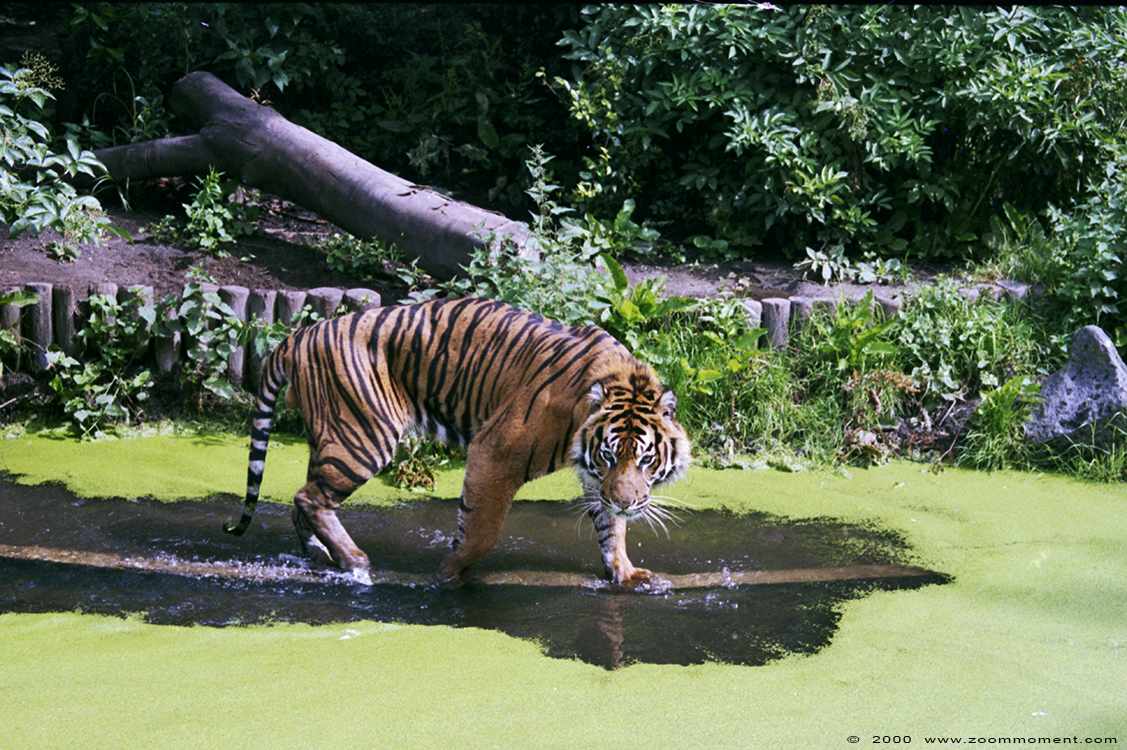 Sumatraanse tijger ( Panthera tigris sumatrae ) Sumatran tiger 
Trefwoorden: Blijdorp Rotterdam zoo Sumatraanse tijger  Panthera tigris sumatrae  Sumatran tiger 