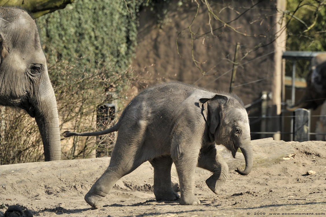 Aziatische olifant ( Elephas maximus ) Asian elephant
Trefwoorden: Blijdorp Rotterdam zoo Aziatische olifant Elephas maximus  Asian elephant