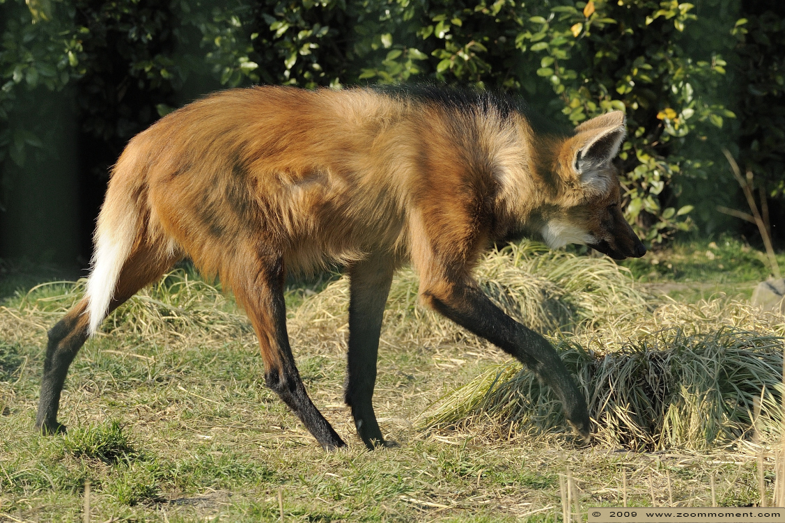manenwolf  ( Chrysocyon brachyurus ) maned wolf   Mähnenwolf
Trefwoorden: Blijdorp Rotterdam zoo manenwolf  Chrysocyon brachyurus maned wolf  Mähnenwolf 