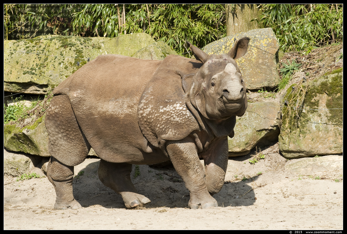 Indische neushoorn ( Rhinoceros unicornis ) great Indian rhinoceros
Trefwoorden: Blijdorp Rotterdam zoo Indische neushoorn  Rhinoceros unicornis  great Indian rhinoceros