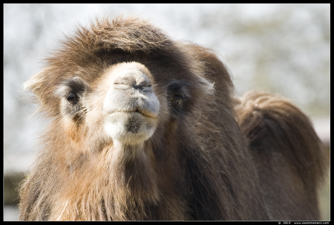 kameel ( Camelus bactrianus ) camel
Trefwoorden: Blijdorp Rotterdam zoo kameel Camelus bactrianus  camel