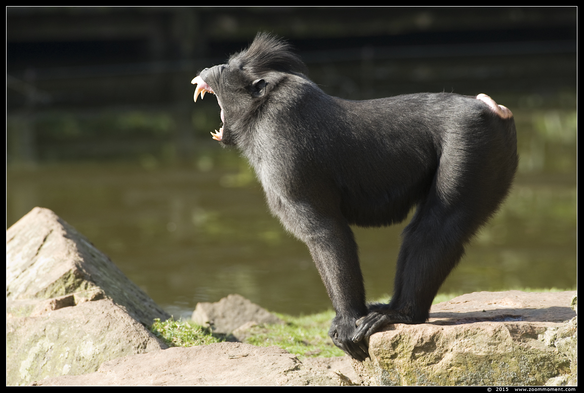 kuifmakaak  ( Macaca nigra )  crested black macaque
Trefwoorden: Blijdorp Rotterdam zoo Macaca nigra kuifmakaak crested black macaque