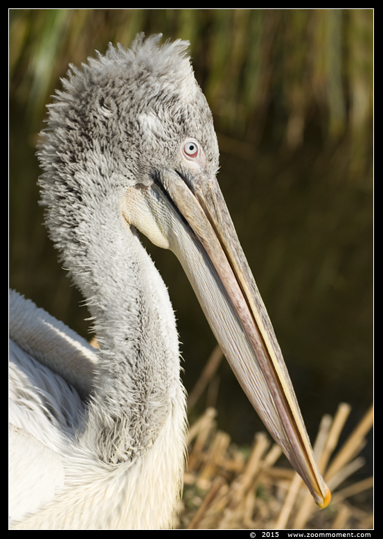 kroeskoppelikaan pelikaan ( Pelecanus crispus ) pelican
Trefwoorden: Blijdorp Rotterdam zoo kroeskoppelikaan pelikaan Pelecanus crispus  pelican