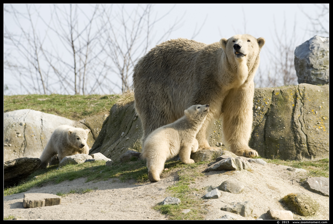 ijsbeer Olinka met tweeling  ( Ursus maritimus ) polar bear
Ijsbeertweeling, geboren op 2 december 2014, op de foto 3 maanden oud
Cubs, born 2 December 2014, on the picture 3 monhs old
Trefwoorden: Blijdorp Rotterdam zoo ijsbeer  Ursus maritimus polar bear cub