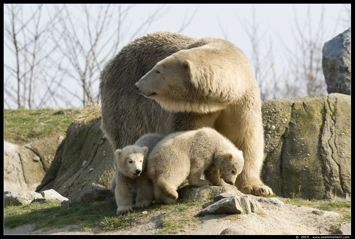 ijsbeer Olinka met tweeling  ( Ursus maritimus ) polar bear
Ijsbeertweeling, geboren op 2 december 2014, op de foto 3 maanden oud
Cubs, born 2 December 2014, on the picture 3 monhs old
Trefwoorden: Blijdorp Rotterdam zoo ijsbeer  Ursus maritimus polar bear cub