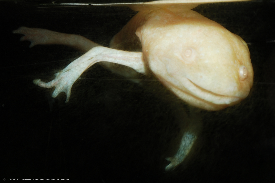 axolotl of Mexicaanse wandelvis  ( Ambystoma mexicanum )
Keywords: Reptielenzoo reptielen slang snake Serpo Nederland Netherlands axolotl  Ambystoma mexicanum Mexicaanse wandelvis